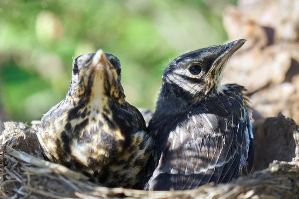 Due nidiacei adulti di un tordo siedono in un nido situato sul pino — Foto Stock