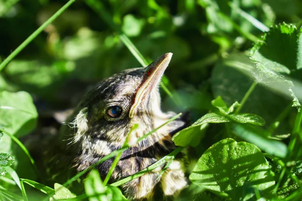 Grown-up nestling of a thrush in green grass who has just jumped down from the nest