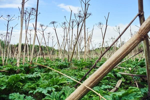 Поле сушеных сорняков в сельской местности России — стоковое фото