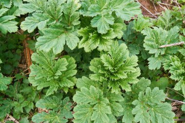 Açık havada ilkbahar da hogweed yeşil yaprakları yakın