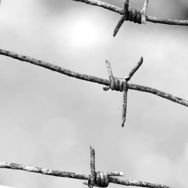 Dikenli tel yakın çekim siyah beyaz fotoğraf spines