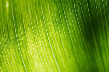 Sabah güneş ışığı ile arkadan aydınlatmalı vadinin zambak yeşil yaprak