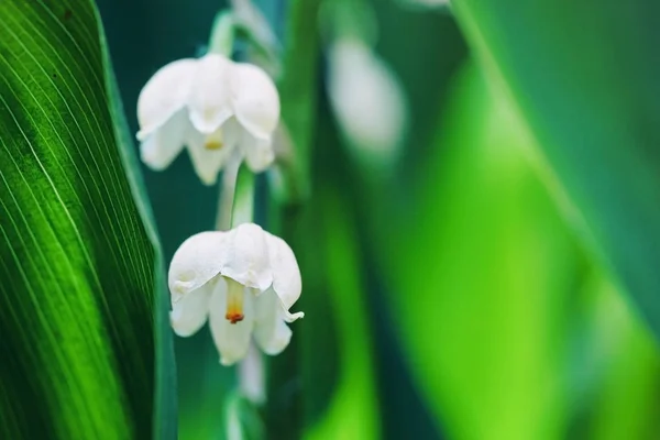 Flores florescentes de lírio do vale no início da manhã macro ao ar livre — Fotografia de Stock