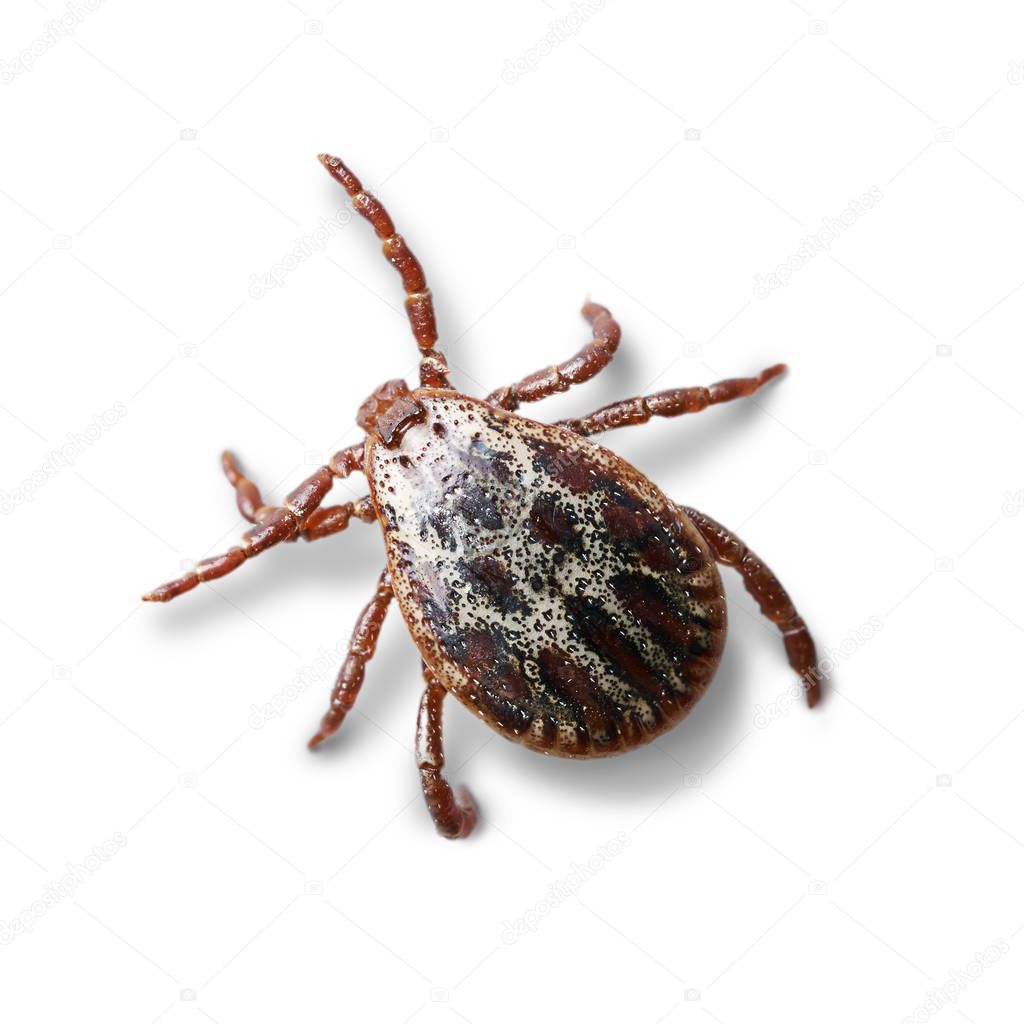 Crawling mite isolated on the white background with shadows. Macro photo