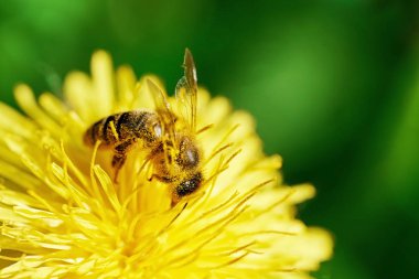 Arı, sarı karahindiba üzerinde polen ile kaplıdır. Makro fotoğrafı