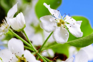 Armut ağacı çiçekleri mavi gökyüzü arka planda bahar sabahı güneş ışığı tarafından arkadan aydınlatmalı yakın