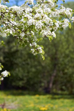 Çiçek açan armut ağacı ve karahindiba ile bahçede bahar sabahı