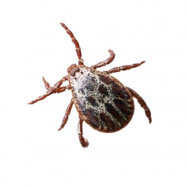 Gölgelendirme olmadan beyaz arka planda izole erkek mite. Makro fotoğrafı