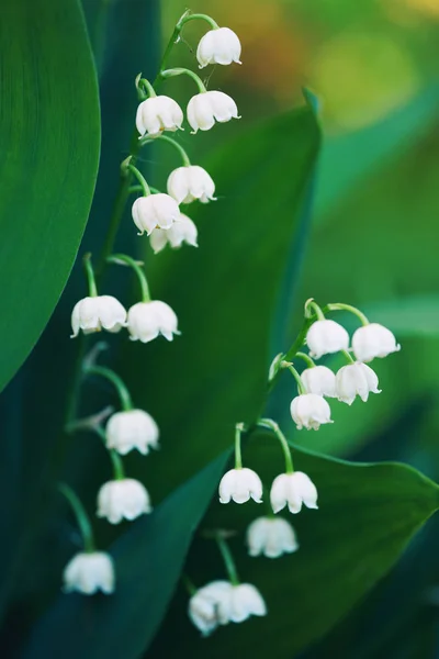 Bloeiende bloemen van lelie van de vallei in de vroege ochtend buitenshuis macro — Stockfoto