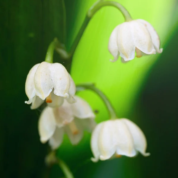 Fleurs florissantes de lis de la vallée tôt le matin en plein air macro — Photo