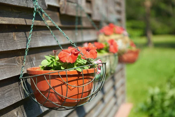 Flores de petúnia vermelhas em vasos suspensos sob as janelas de uma casa de campo — Fotografia de Stock