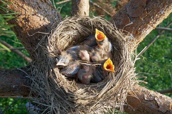 Die Küken der hungrigen neugeborenen Drossel öffnen den Mund und bitten um Futter, das im Nest liegt — Stockfoto
