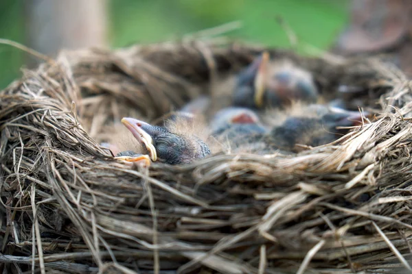 Neugeborene flauschige Nestlinge einer Drossel, die in einem Nest schlafen — Stockfoto