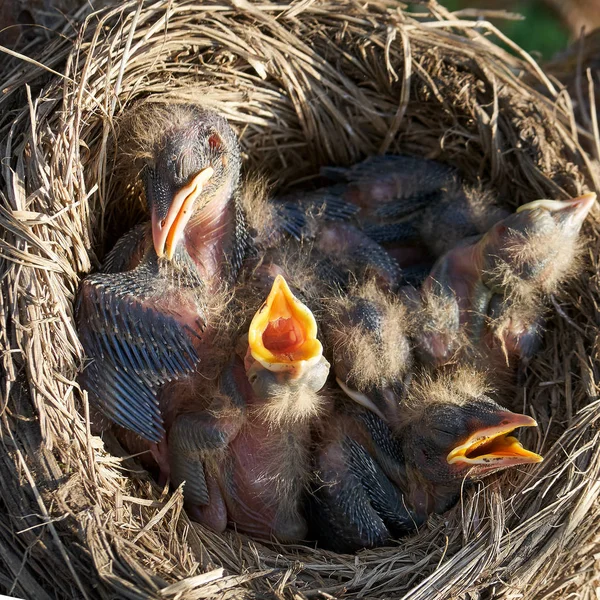 Die Küken der hungrigen neugeborenen Drossel öffnen den Mund und bitten um Futter, das im Nest liegt — Stockfoto