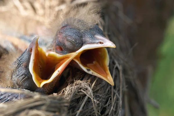 Makro hungriger neugeborener Drosselküken mit geöffnetem Maul am Nestrand — Stockfoto