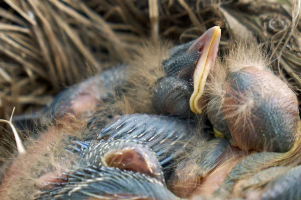 Neugeborene flauschige Nestlinge einer Drossel, die in einem Nest schlafen — Stockfoto