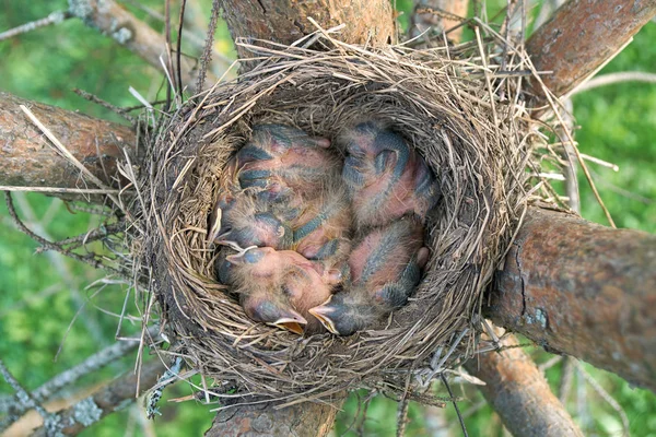 Los polluelos del zorzal recién nacido se abren durmiendo en el nido ubicado en el pino . —  Fotos de Stock
