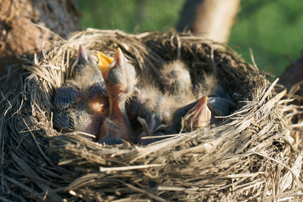 Hungry newborn thrush's chicks are opening their mouths asking for food