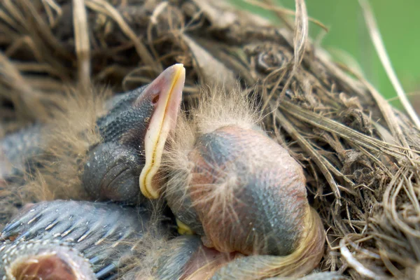 Neugeborene flauschige Nestlinge einer Drossel, die in einem Nest schlafen — Stockfoto