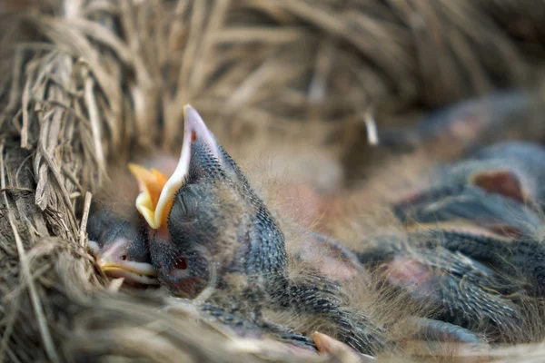 Die Küken der hungrigen neugeborenen Drossel öffnen den Mund und bitten um Futter — Stockfoto