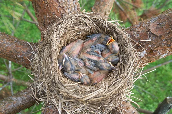 Die Küken der neugeborenen Drossel öffnen sich schlafend im Nest auf der Kiefer. — Stockfoto