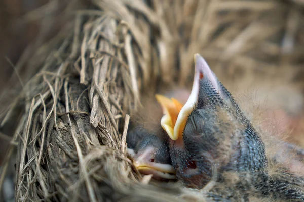 Die Küken der hungrigen neugeborenen Drossel öffnen den Mund und bitten um Futter — Stockfoto