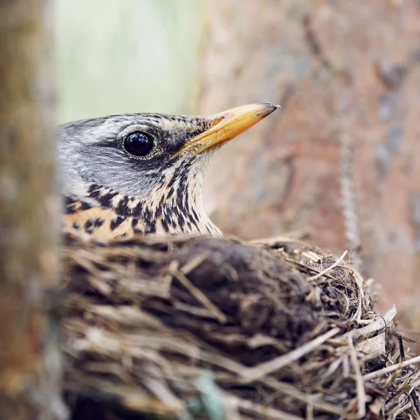 Tordo incubano le uova sedute nel nido — Foto Stock