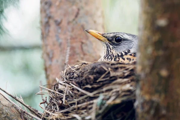 Thrush incuba os ovos sentados no ninho — Fotografia de Stock