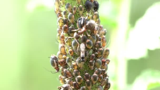 Levéltetvek, amelyeket a hangyák a növény szárára legelnek — Stock videók