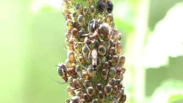 Aphids which are being grazed by the ants on the stem of the plant — Stock Video