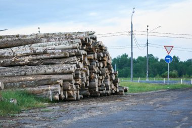 Rusya'da yol kenarında yatan kesilmiş ahşap kütükyığını