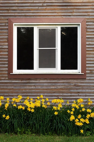Window of a wooden house with yellow daylilies growing under it