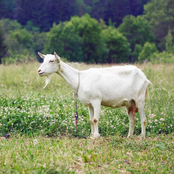 田舎の緑の草原で放牧する白いヤギ — ストック写真