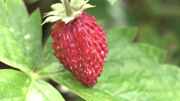 Macro Shot Red Ripe Strawberry Growing Garden Bed Swaying Wind — Stock Video