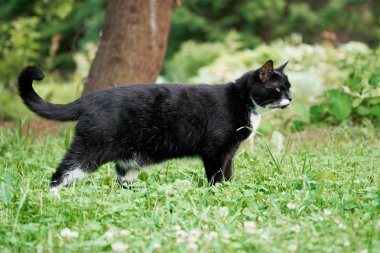 Yaz bahçesinde siyah ve beyaz kedi