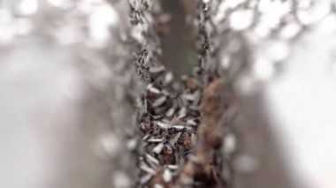 Tahta tahtalar arasındaki boşlukta slanan kanatlı karıncalardan oluşan bir kalabalığın makro çekimi. Karıncaların miteleme dönemi. Sığ alan derinliği. 4k çözünürlükte video.