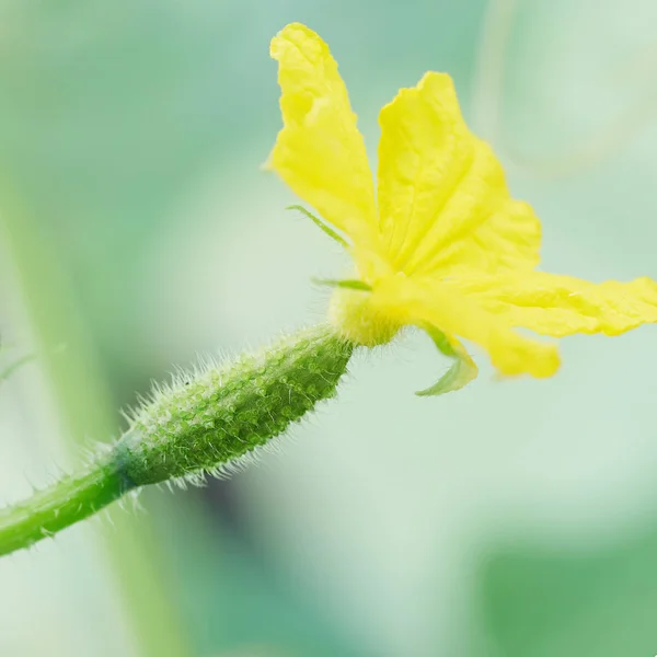Молодий маленький огірок з жовтим квітковим макро фото — стокове фото