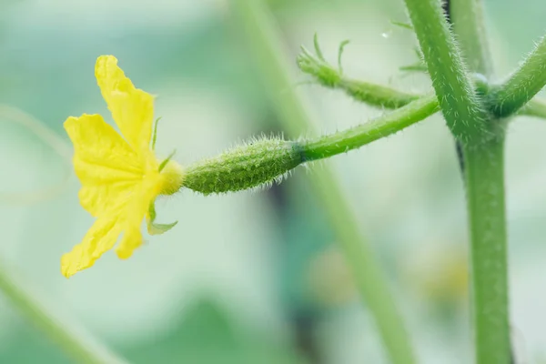 Νεαρό μικρό αγγούρι με κίτρινο λουλούδι που αναπτύσσεται στο υποκατάστημα στο θερμοκήπιο — Φωτογραφία Αρχείου