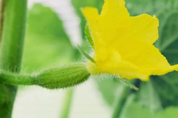 Νεαρό μικρό αγγούρι με κίτρινο λουλούδι μακρο φωτογραφία — Φωτογραφία Αρχείου