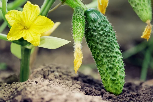 Érett uborka makro-termesztés és virágzó az alsó ág — Stock Fotó