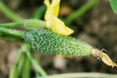 Olgun salatalık makro büyüyen ve alt dalı üzerinde çiçeklenme