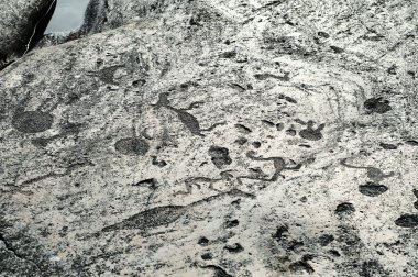 Onega göl kıyısının taş plakaları üzerinde antik gravürler petroglifler