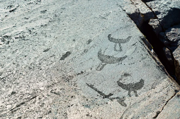 Grabados antiguos petroglifos en las placas de piedra de la orilla del lago Onega —  Fotos de Stock