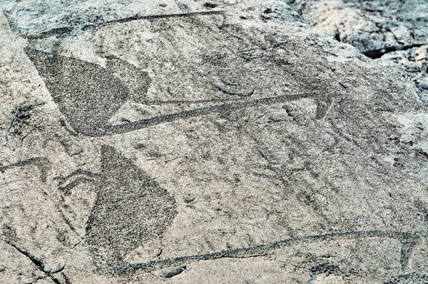 Onega gölü kıyısındaki taş tabakalarda kazları betimleyen antik gravürler — Stok fotoğraf