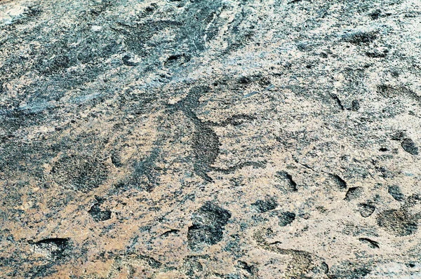 Gravures anciennes pétroglyphes représentant des animaux sur les plaques de pierre du rivage du lac d'Onega — Photo