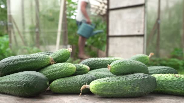 Reife Cucmber Frisch Gepflückt Auf Einem Holztisch Vordergrund Und Ein — Stockvideo