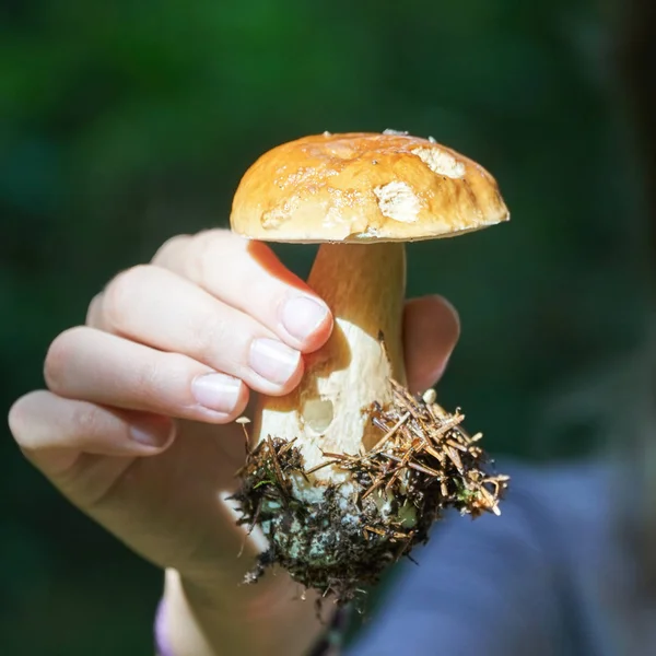 Houbová hřib edulis v dívčí ruce v lese — Stock fotografie