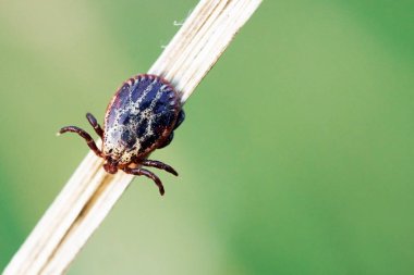 Mite kuru bir çimenlerin üzerinde oturuyor ve kurbanını bekliyor.
