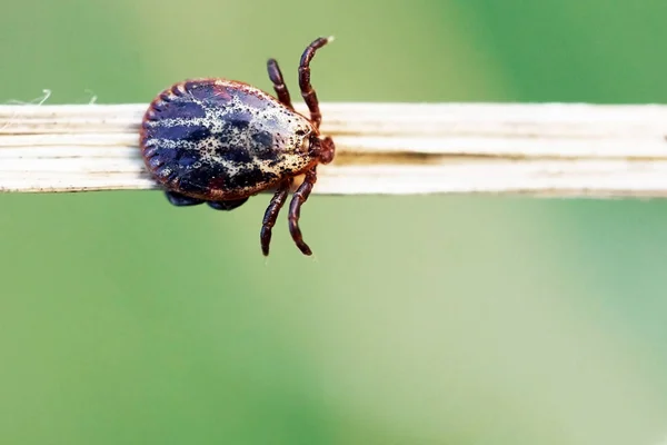 Mite sentado en una hierba seca y esperando a su víctima —  Fotos de Stock