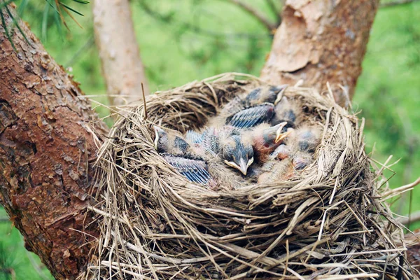 Nido de un pájaro con nidos de zorzal recién nacidos dormidos ubicados en el pino — Foto de Stock